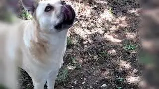 Front yard playtime