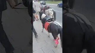 ПОНИ не в ВАГОНЕ😄