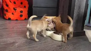 Темпераментные ЧИХУА  Шенки ЧИХУАХУА