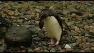 Green Balloon Club - At the zoo song - Cbeebies