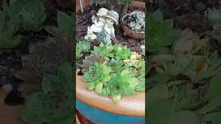Жизнь молодил/каменных роз в моём саду # Das Leben der Sempervivōrum in meinem Garten...