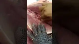 OLHA SÓ O QUE ENCONTRARAM DENTRO DA CARNE