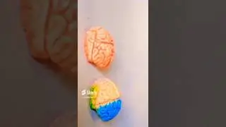 Maquetes de Cérebros de Bisucit