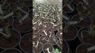 Отправку роз начнёт с молодых саженцев.