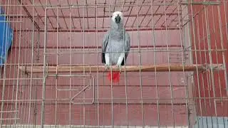 Lucky My African Grey
