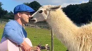 Singing for Animals Compilation 🥹❤️‍🩹