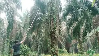 pruning sawit pokok tinggi 10 meter