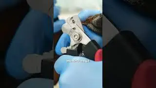 The nuances of trimming black claws 