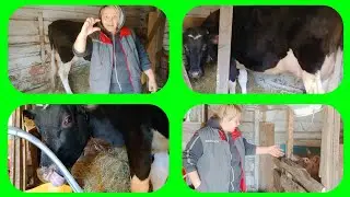 БОРЬБА С ПАРАЗИТАМИ ПО ВСЕМ ФРОНТАМ!//ЛУЧШЕЕ СРЕДСТВО ОТ МОШЕК ДЛЯ КОРОВ И НЕ ТОЛЬКО!