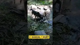 2 KANGAL 1 KURT MÜCADELESİNİ KANGALLAR KAZANIYOR #beniöneçıkart #keşfet #koyun #anadoluçobanköpeği