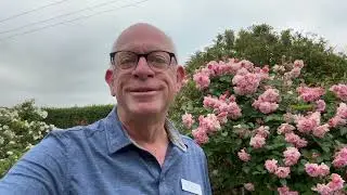 Great Way To Control A Large Shrub Rose