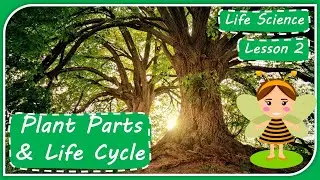 Life Science: Lesson 2 - Plant Parts and Life Cycle