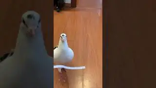 Ма Ша Аллах какой КРАСАВЕЦ