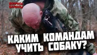 Важные команды для собаки