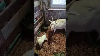 Es ist soweit 😍🥰🐐 alles vier Ziegen sind Mamas, sieben Kitze sind geboren 🥰🤗 