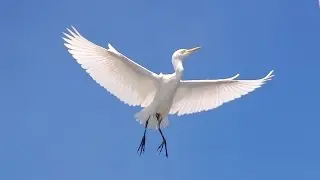 Cattle egret. Biology. Spoken article. From Wikipedia, the free encyclopedia
