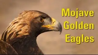 Mojave Golden Eagles