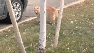 Trying To Score with Orange Cat