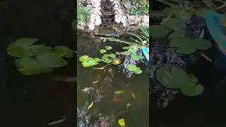 Рыбка золотая уж на дне. Осень на дворе.