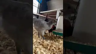 Do the chicken dance!! #chickensong #funny #chicken #animals