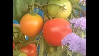 Середина сентября. Конец-делу венец.