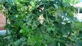 Вырезаю старые побеги на ежевике.