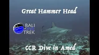 Great Hammer Head Dive with BALI DIVE TREK
