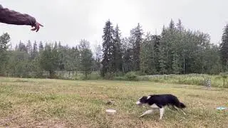 Dayo Daylight Off Leash Border Collie , it's not all sunshine and roses.