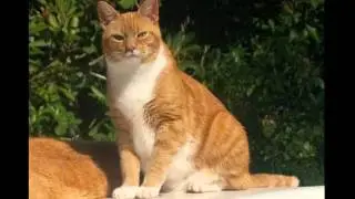 Gus Purrs