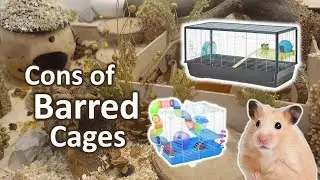 Disadvantages of Barred Cages New Hamster Owners Need to Know