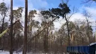 Валка большого дерева. slow mo