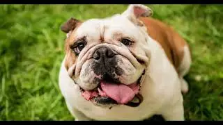 Fotos de Perros Tiernos y Bonitos