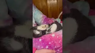 Это видео снимет у вас самый сильный стресс #психология #здоровье #любовь #эмоции