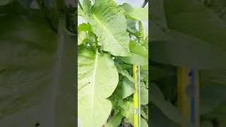 ТАБАК в грядке ЛАДИМИРА#табак#грядкаладимира