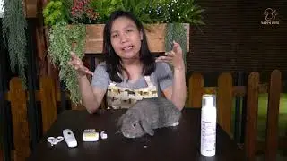 CARA GROOMING KELINCI. KELINCI BOLEH MANDI AIR GAK SIH ?? GIMANA CARA MANDIIN KELINCI YAA