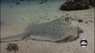 Каковы особенности строения  и стиля плавания сине-пятнистого ската-хвостокола — Taeniura lymma ?