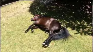 Miniature Horse Stallion Dreaming: Could it be about a mare?