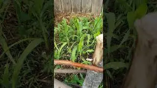 My Test Corn Survived The Frost 