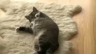 Смешные кошки  Funny cats Betty Cessy