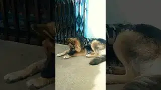 german shepherd dog fouji foujan 