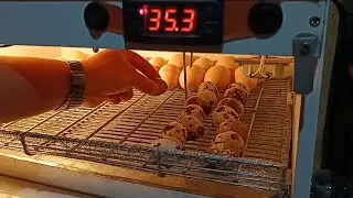 Colocando ovos na chocadeira - Chocando ovos de codorna e de galinha