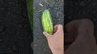 маленький кавунчік фаворит