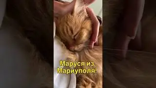 #данапротасова #мариуполь #спасениеживотных #котыдонбасса #маруся #Mariupol #Donbass #Katzen
