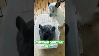CHINCHILLA DUST TIME 🥰🥰
