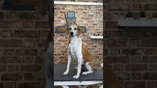 Doggy Daily Episode 345: Missy the American Fox Hound 🐾 #americanfoxhound #doggrooming