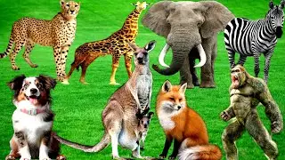 Animal moments : Animal sounds : Cat Dog Cow Elephant Monkey Birds leopard Duck Fish #animals