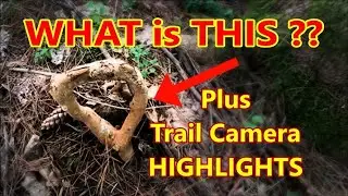 WHAT is This?? Trail Camera Highlights Plus A Mystery. Check It Out!
