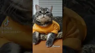 #cat #кот