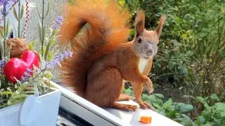 Mr. Woundie Chases Away His Squirrel Buddy From My Windowsill 😅