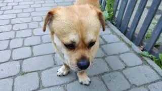 Boolya Met Bodya